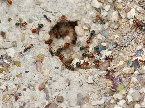 Honey Pot Ants - Myrmecocystus Placodops Workers