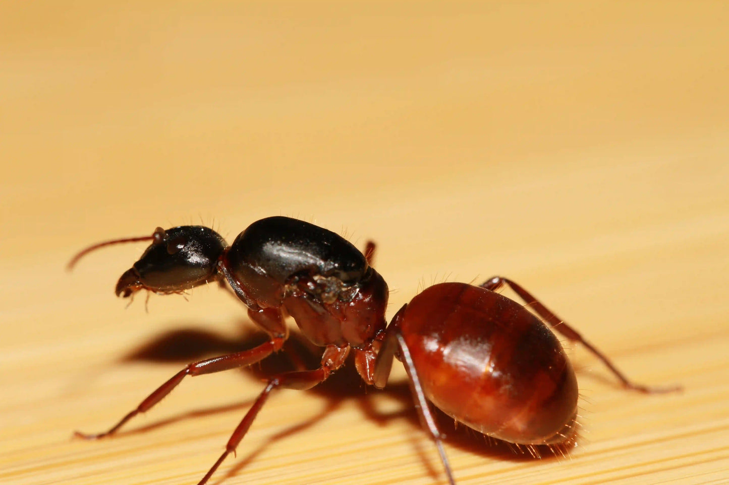 Camponotus CA02 Queen