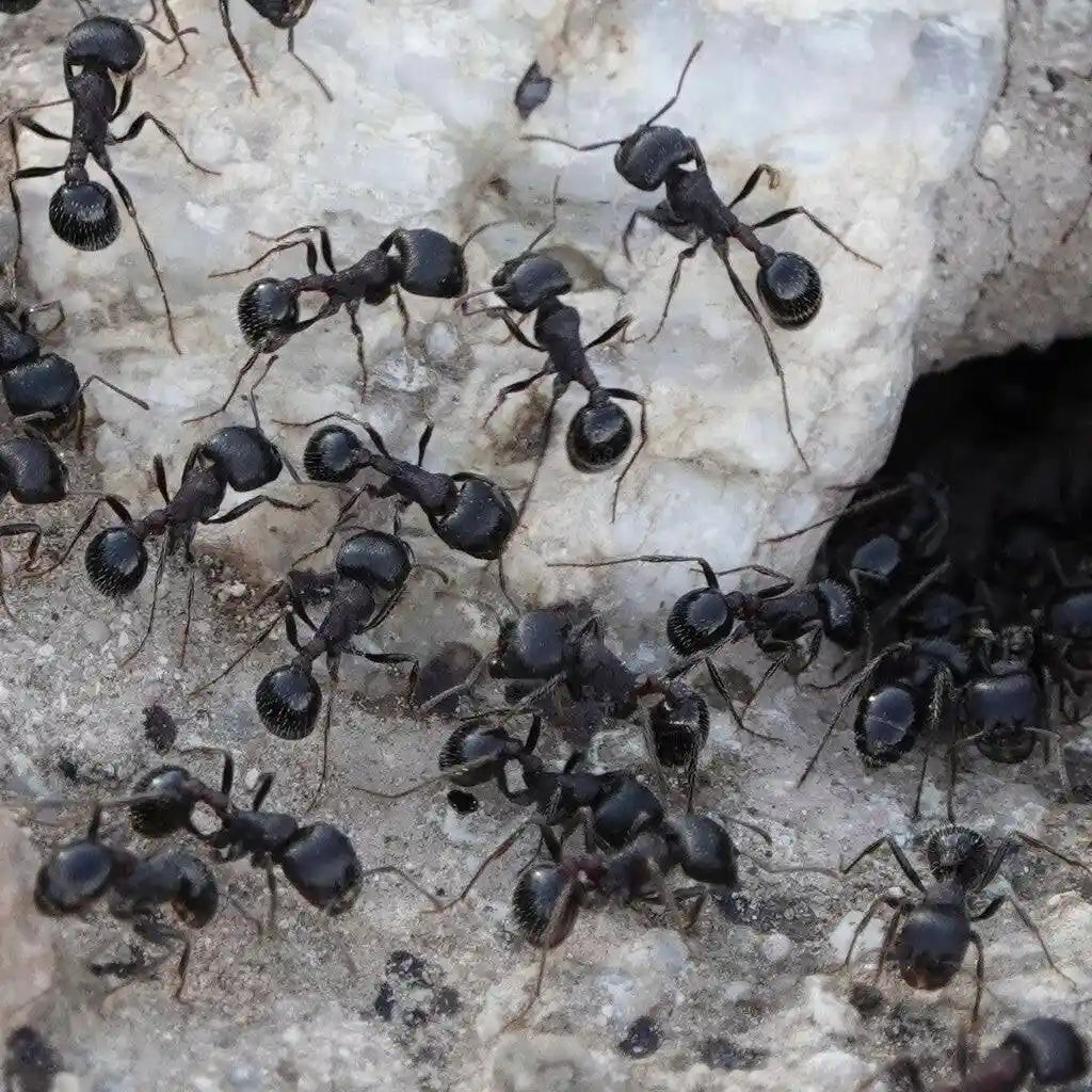Pogonomyrmex rugosus workers defending their colony