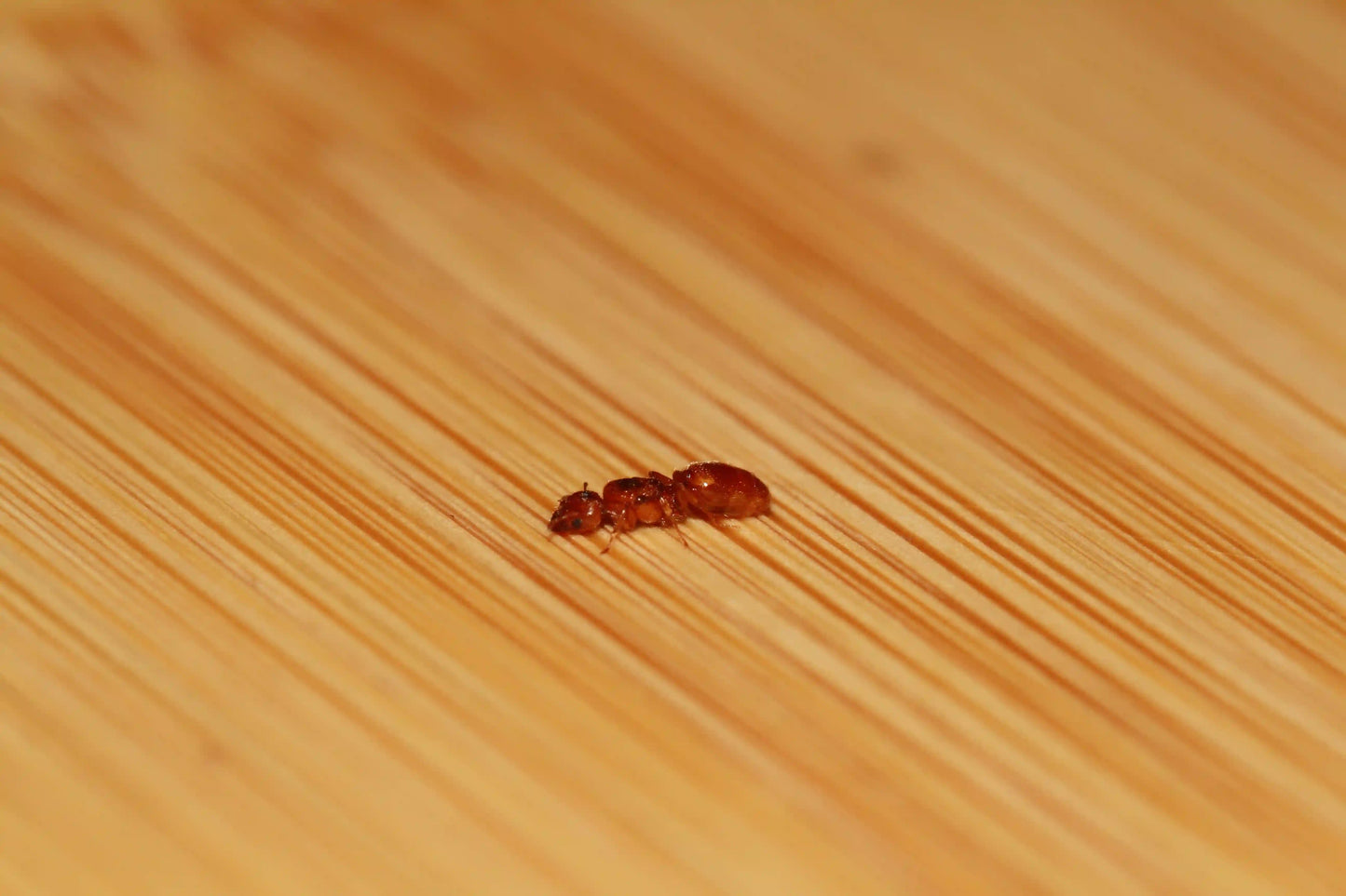 deaalate pheidole gilvescens queen ant