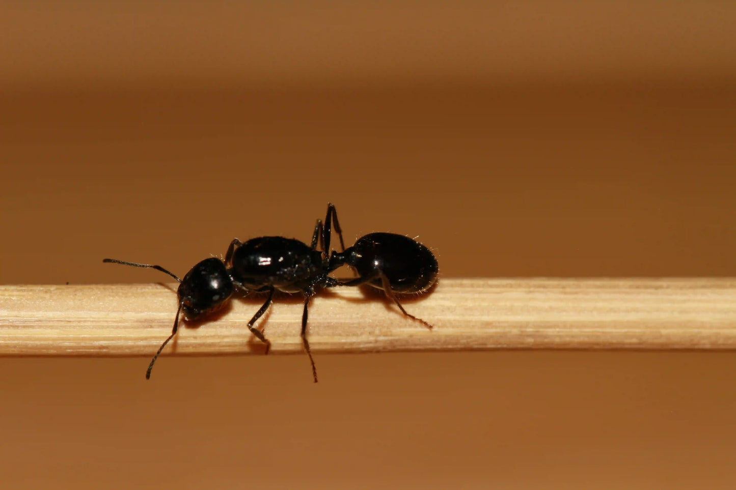 HD photo of veromessor pergandei queen.