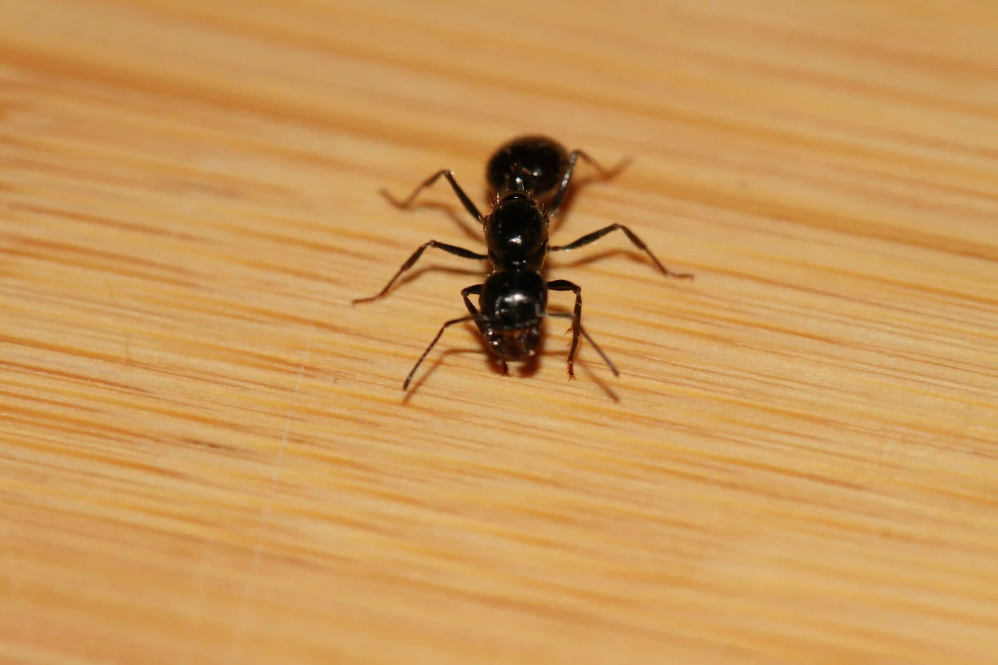 Veromessor Pergandei Queen facing the camera.