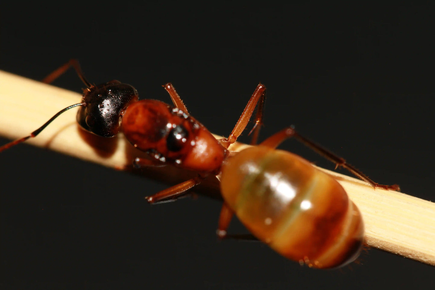 Macro shot of the backside of a Camponotus ocreatus queen