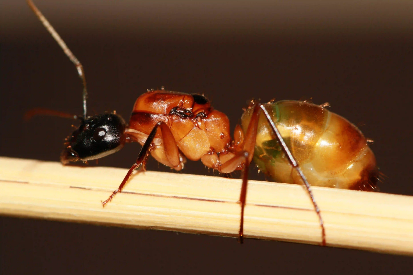 live camponotus ocreatus queen full of eggs and nectar