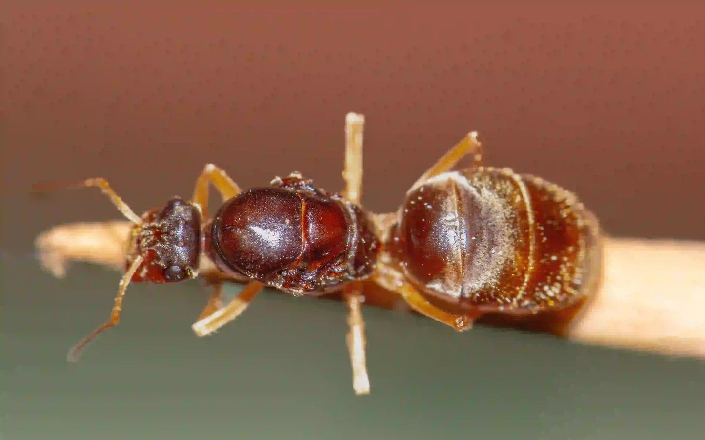 closeup of a honeypot ant queen from the species myrmecocystus testaceus