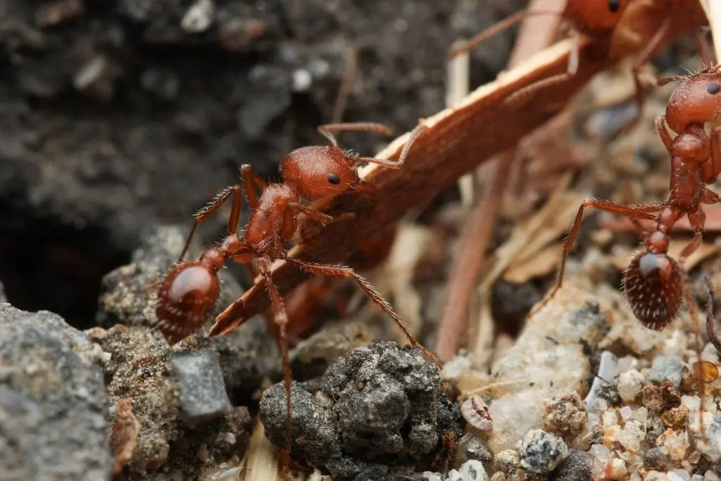 Pogonomyrmex californicus colony excavating nest