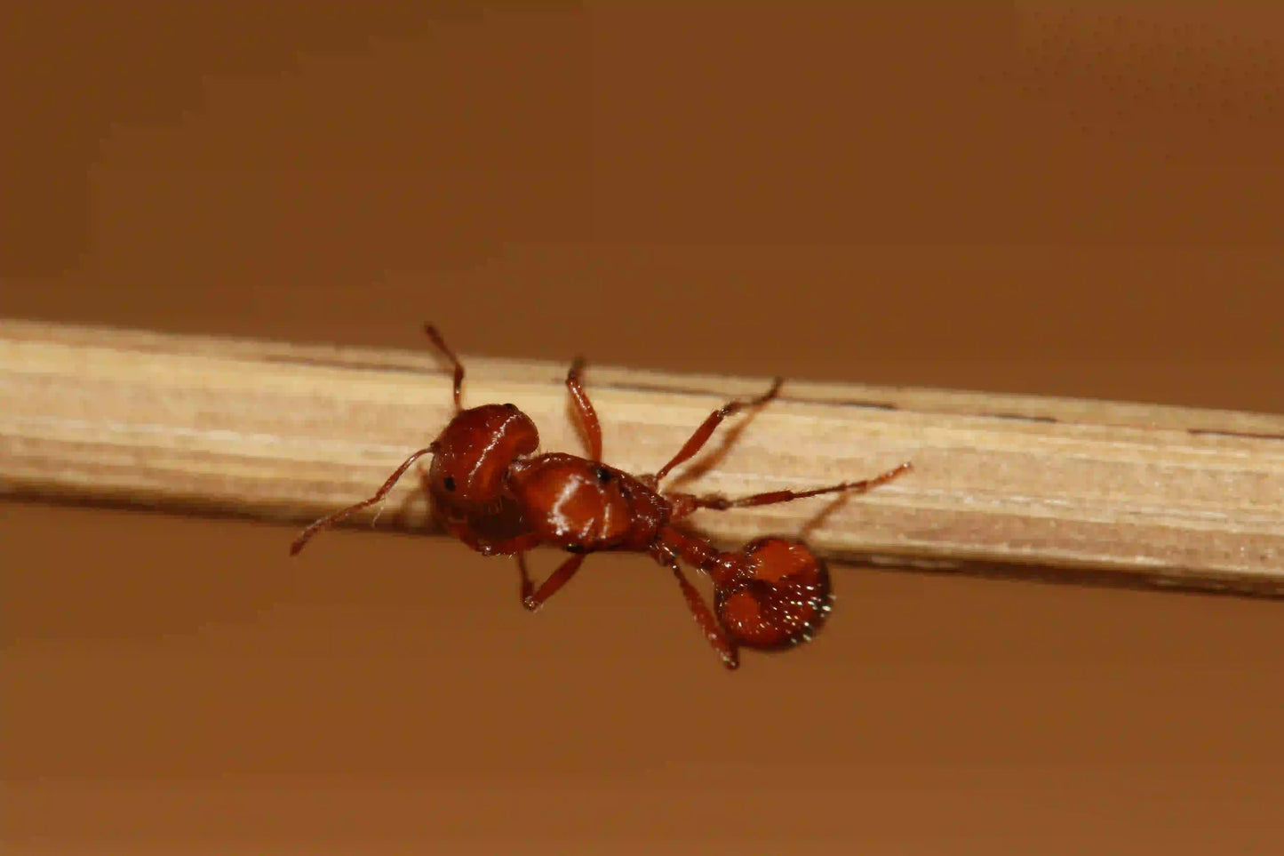 Pogonomyrmex californicus queen ant