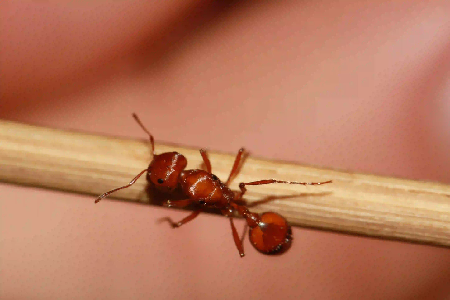 live californian harvester ant queen