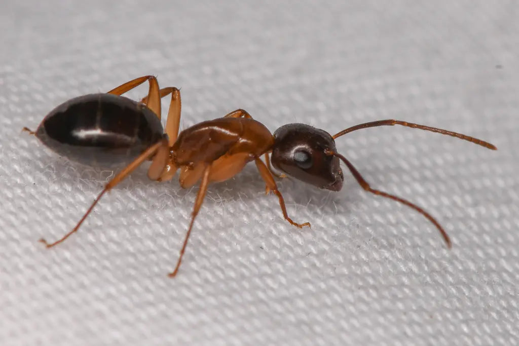 Camponotus clarithorax worker on a white sheet