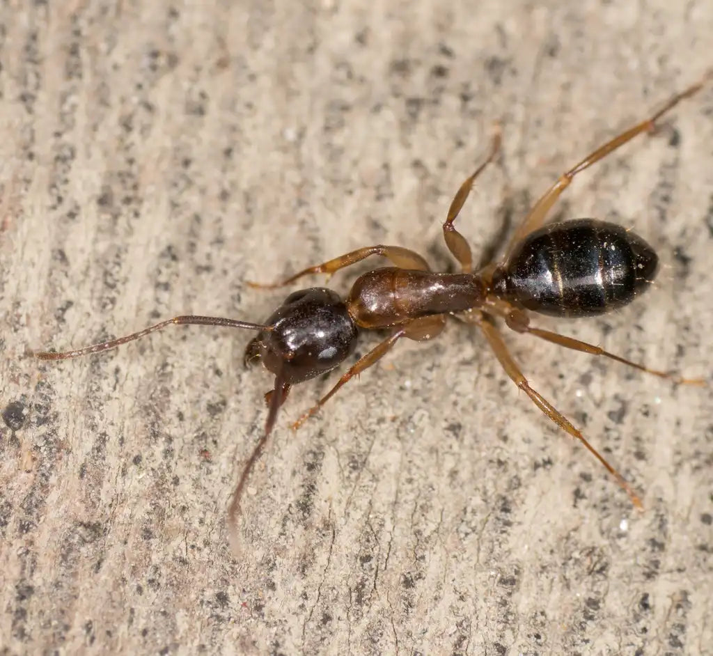 Camponotus clarithorax foraging
