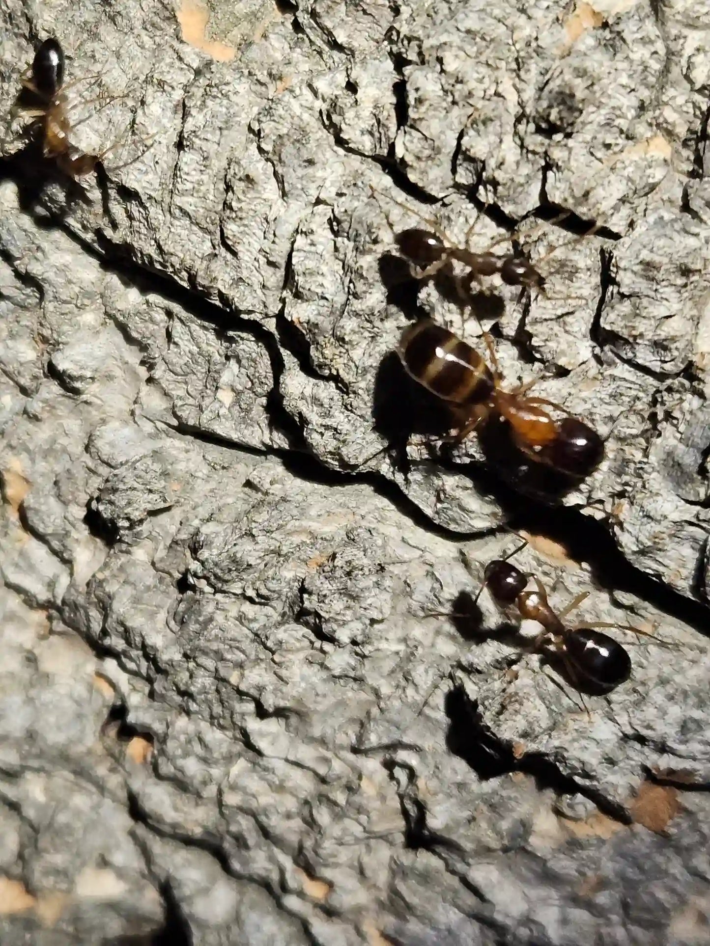 Camponotus Clarithorax major worker