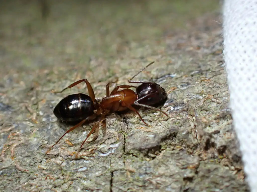 Camponotus Clarithorax looking for its nest entrance