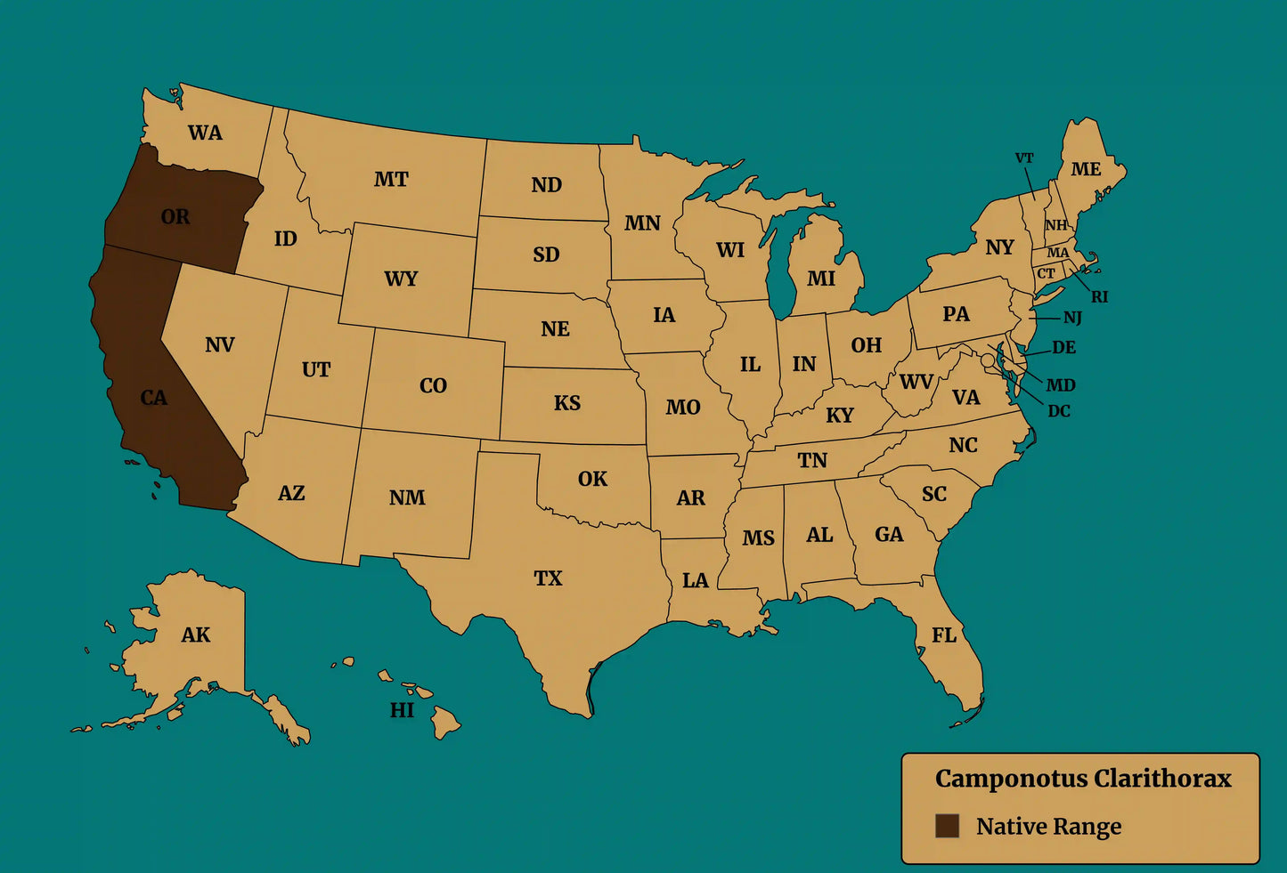 Camponotus Clarithorax native range.