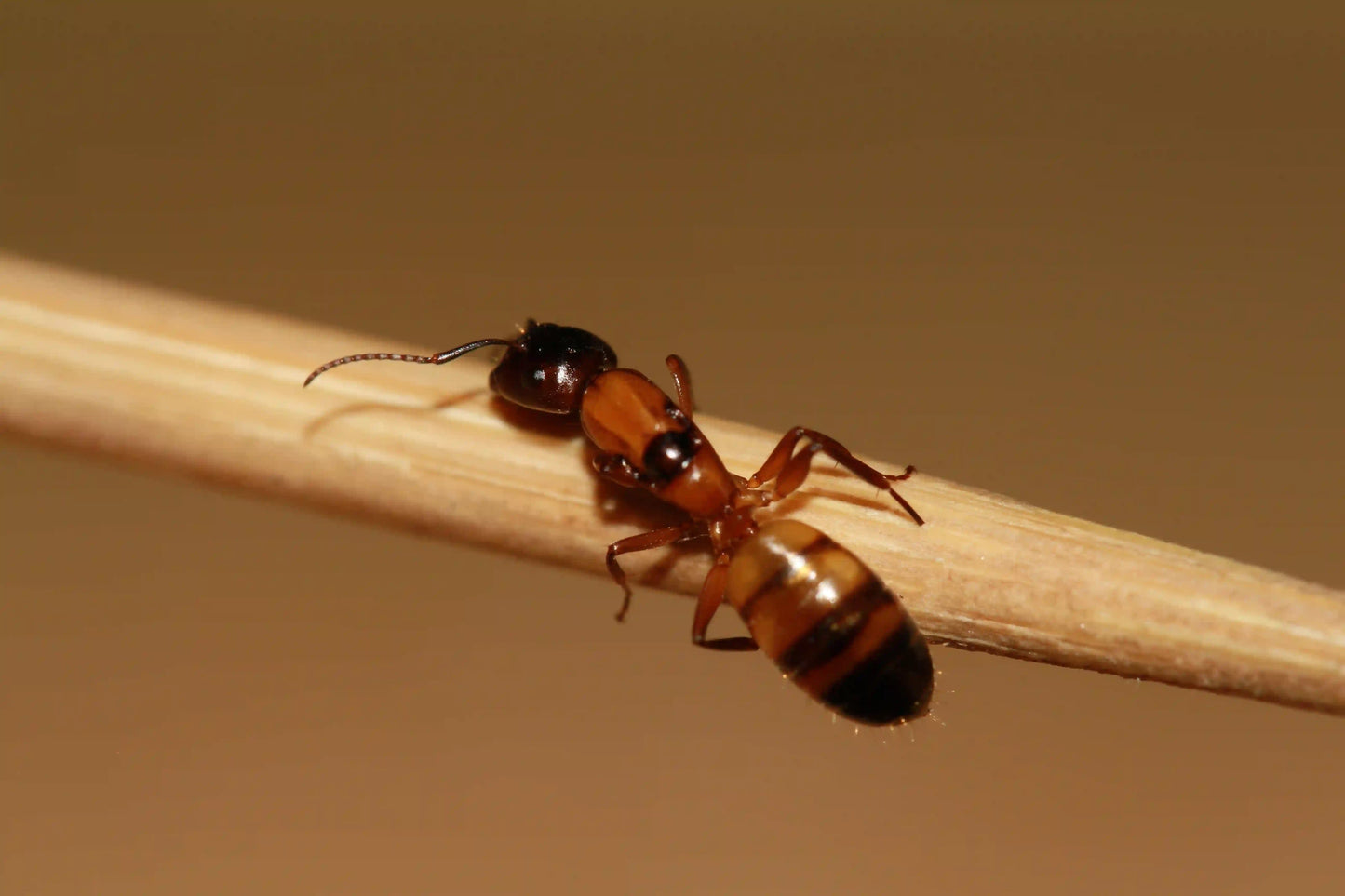 live camponotus essigi ant queen