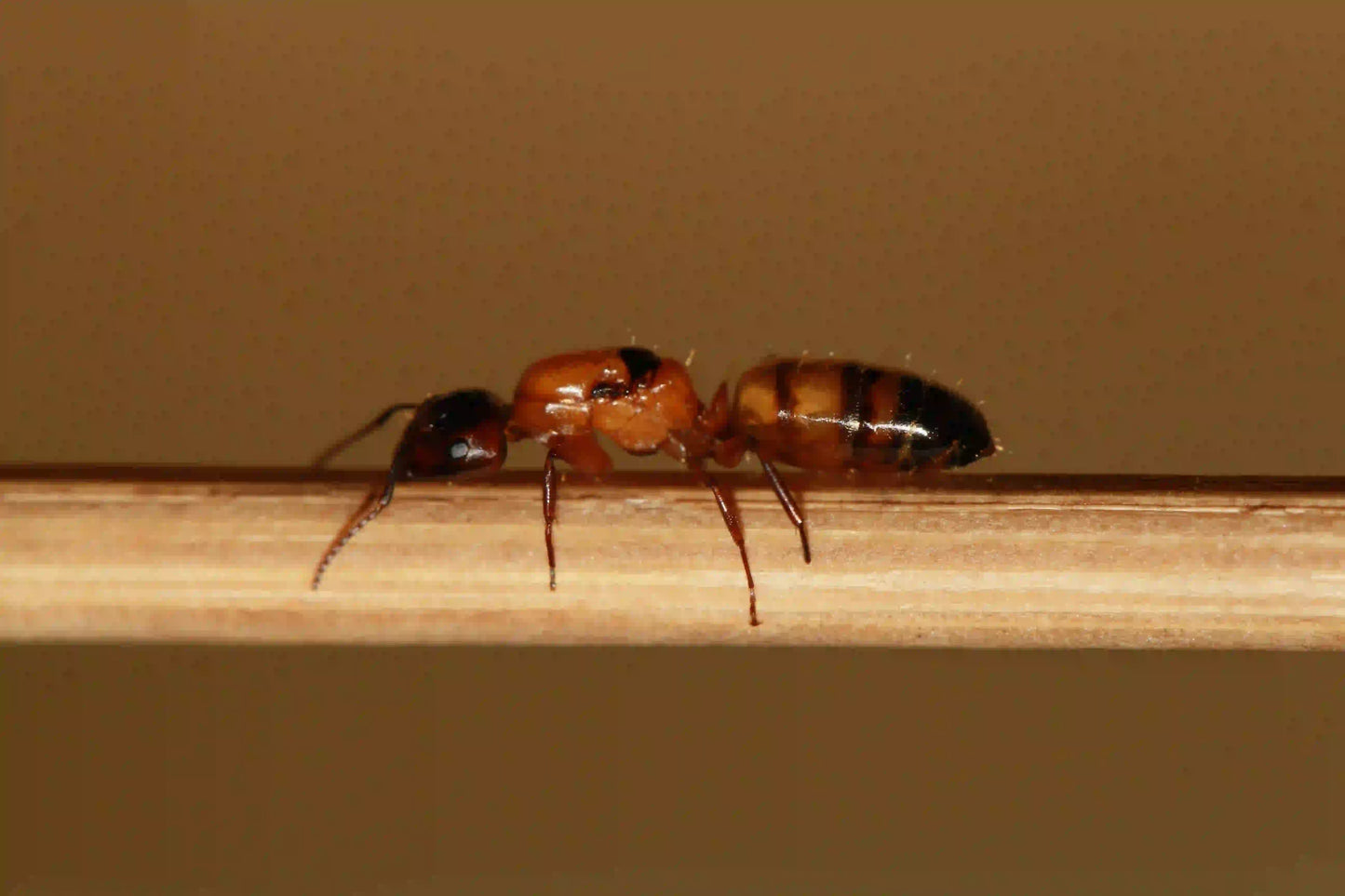 camponotus essigi queen ant up close macro