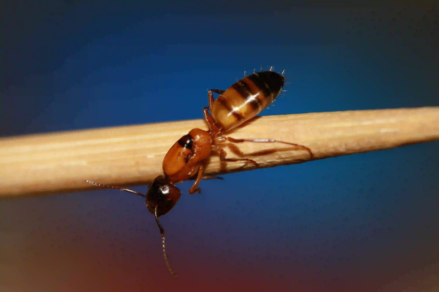 fertile camponotus essigi queen ant