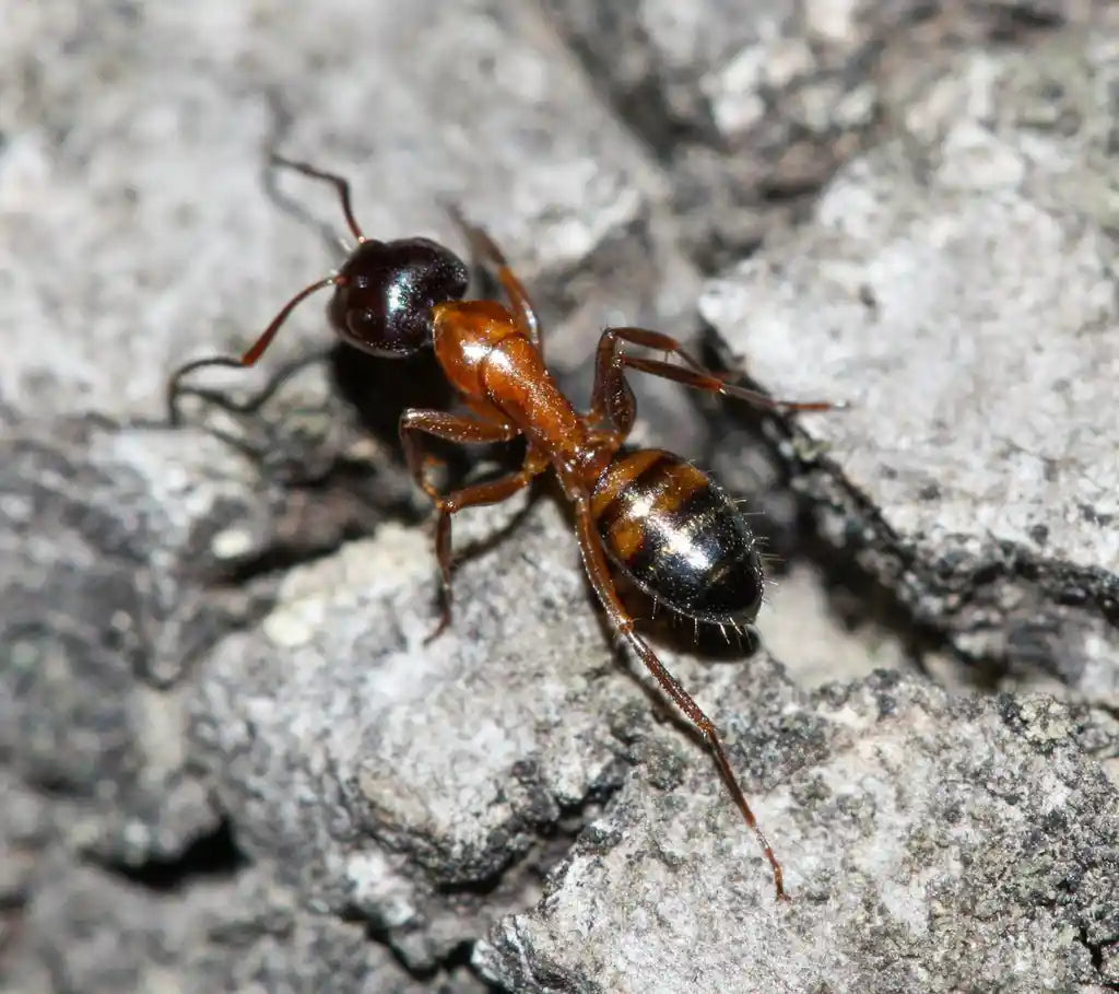 camponotus essigi worker foraging