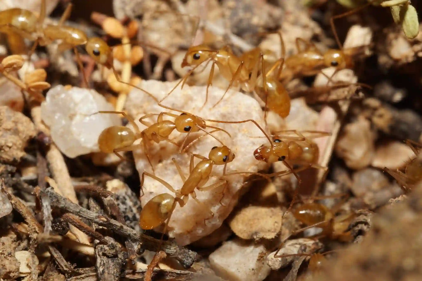 Camponotus fragilis colony with workers above nest