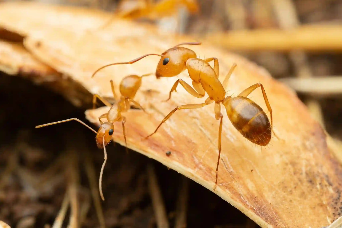 large camponotus fragilis major worker above nest