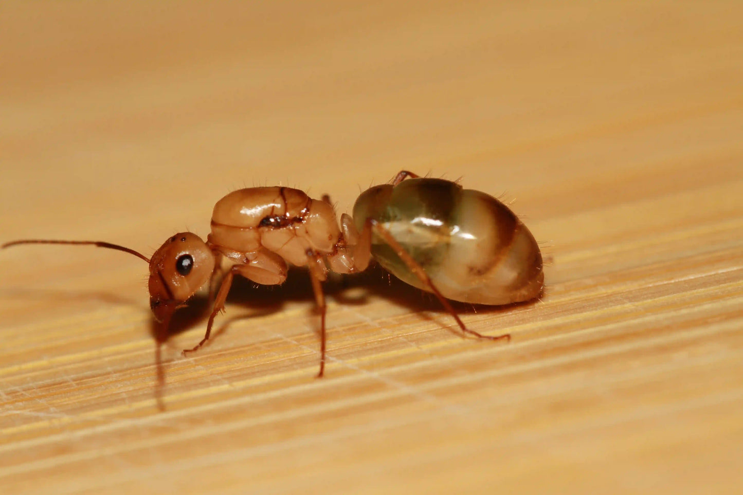 Physogastric camponotus queen