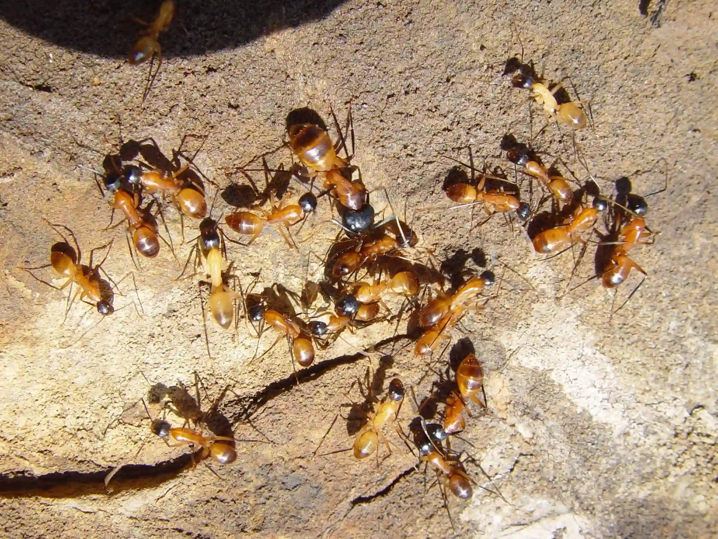 Camponotus ocreatus majors and workers defending a colony entrance.