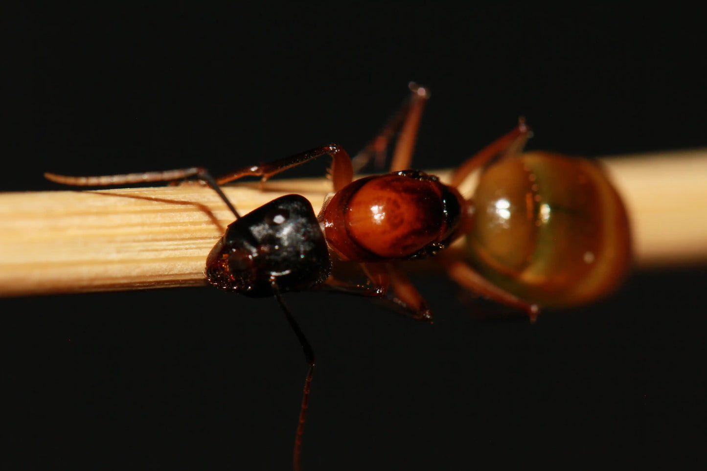 Physogastric camponotus ocreatus queen