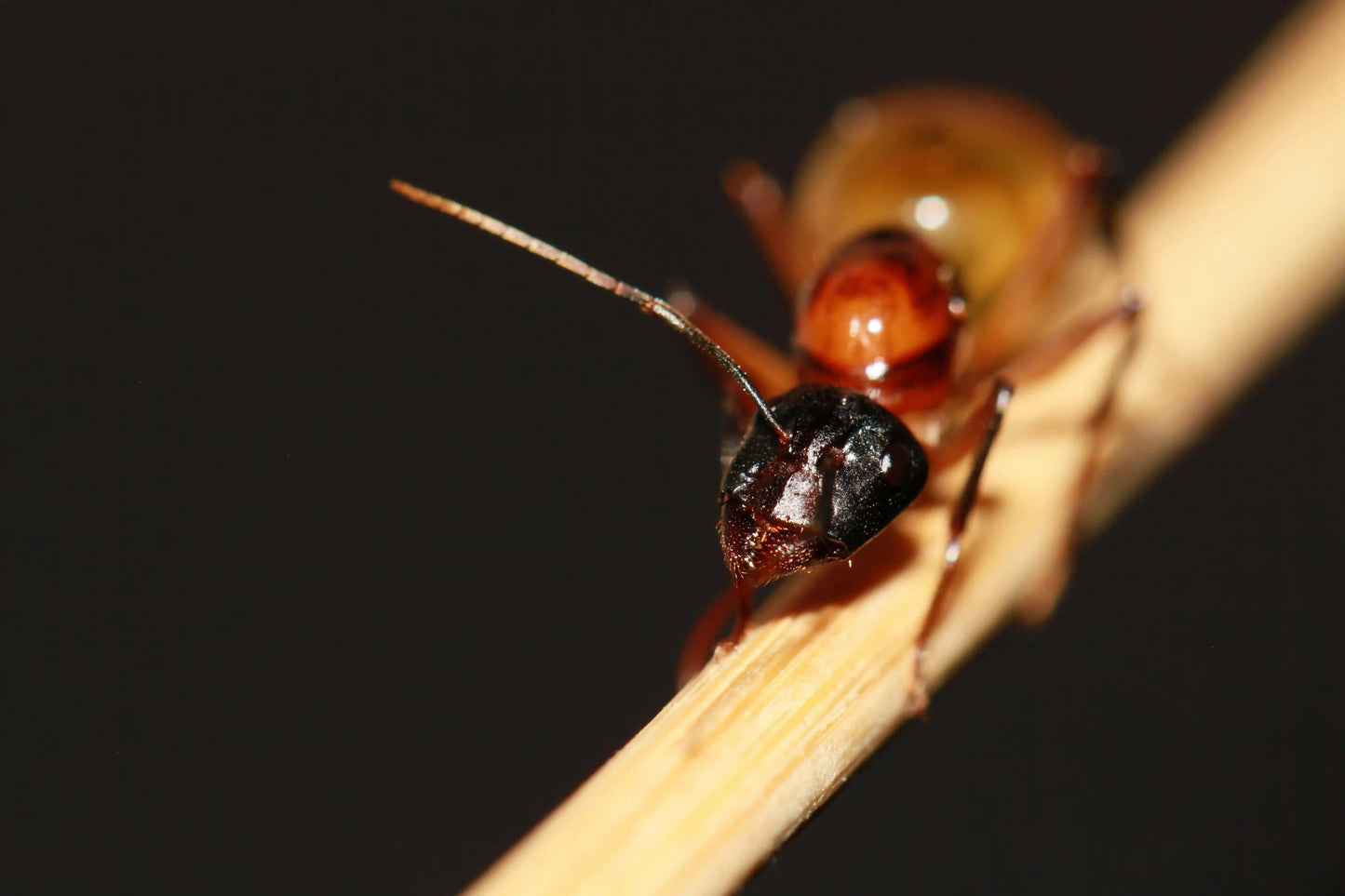 macro of a mated Camponotus Ocreatus queen