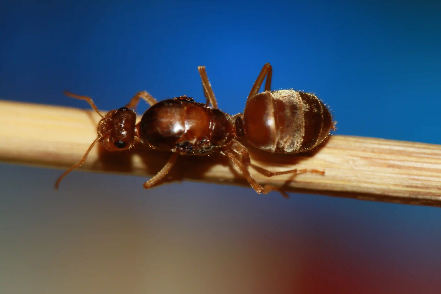 macro shot top down of a myrmecocystus undescribed queen