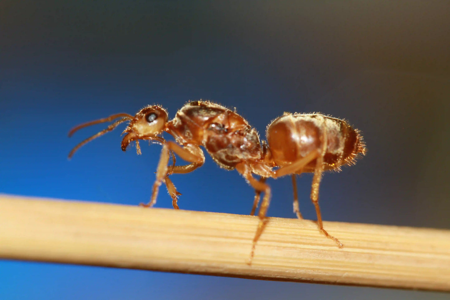 Undescribed myrmecocystus queen with visible wing scars.