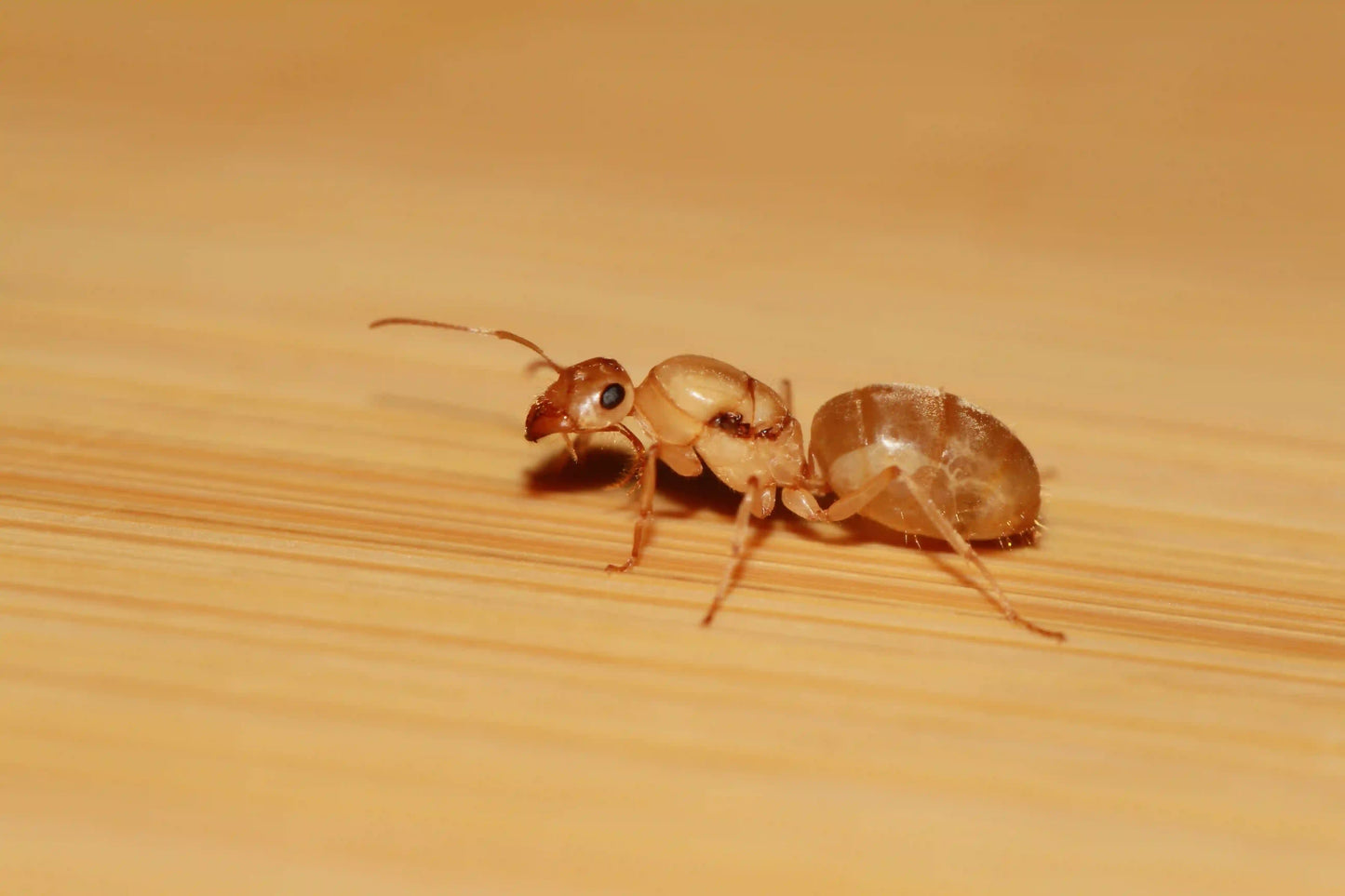 Christinae honeypot ant queen