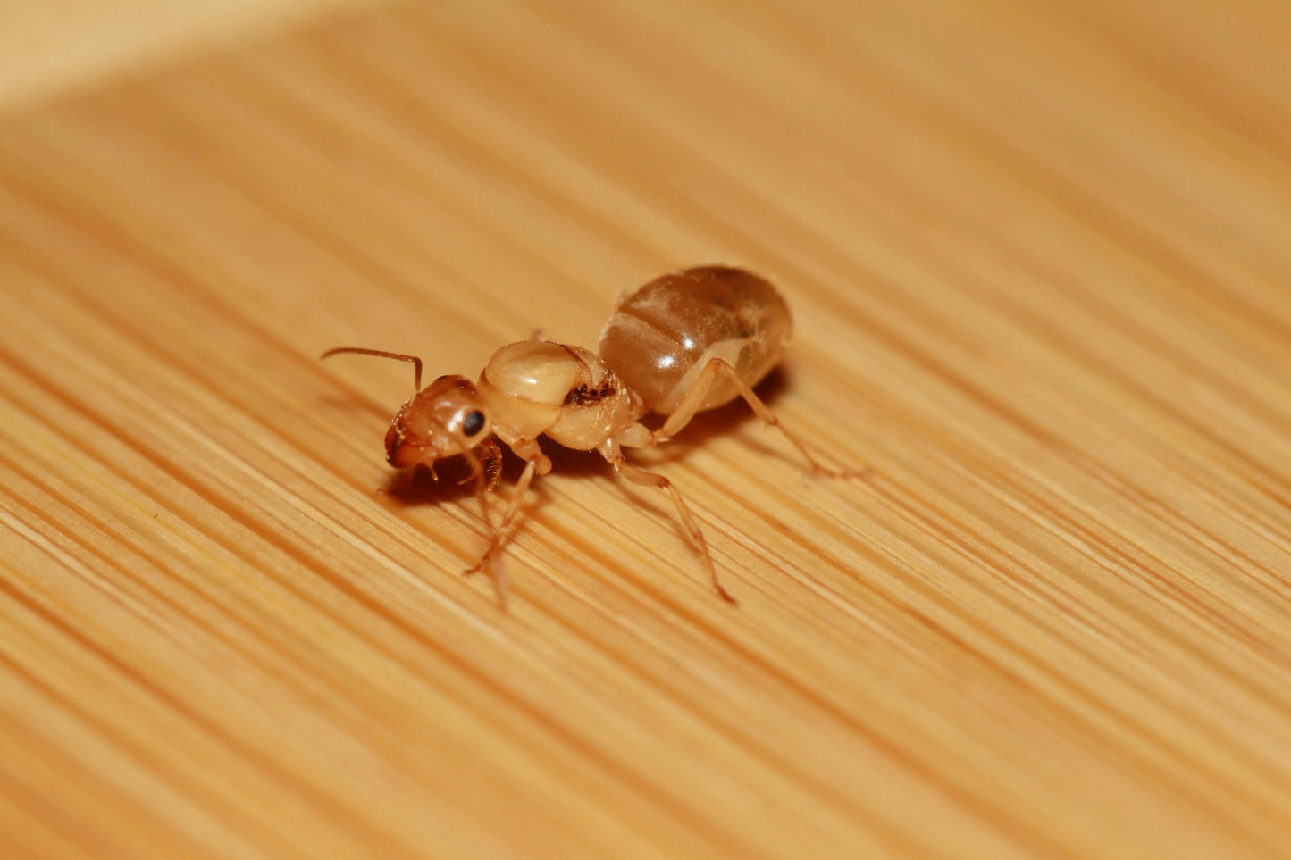Christines honeypot ant queen