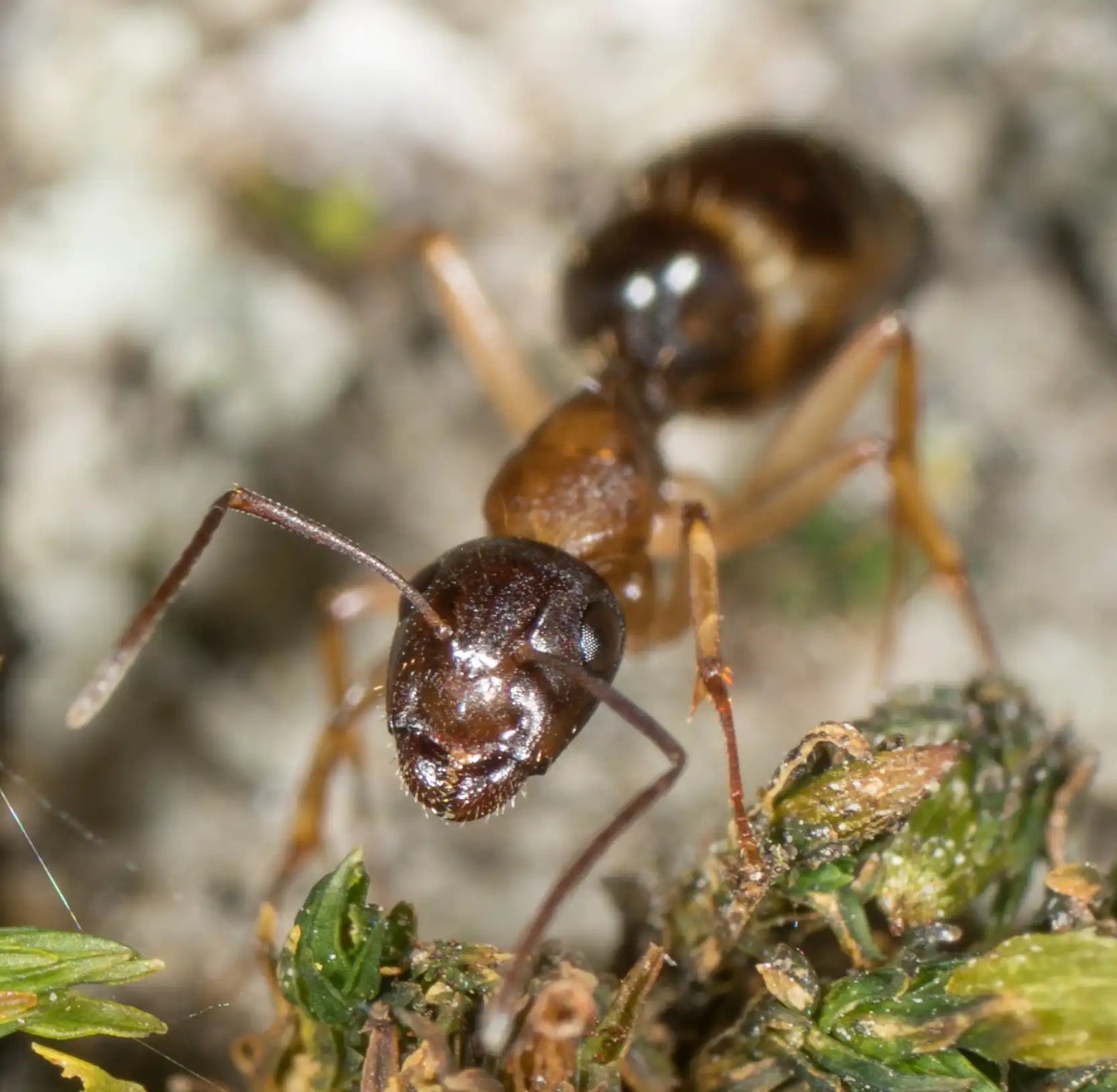 Camponotus Clarithorax worker up close