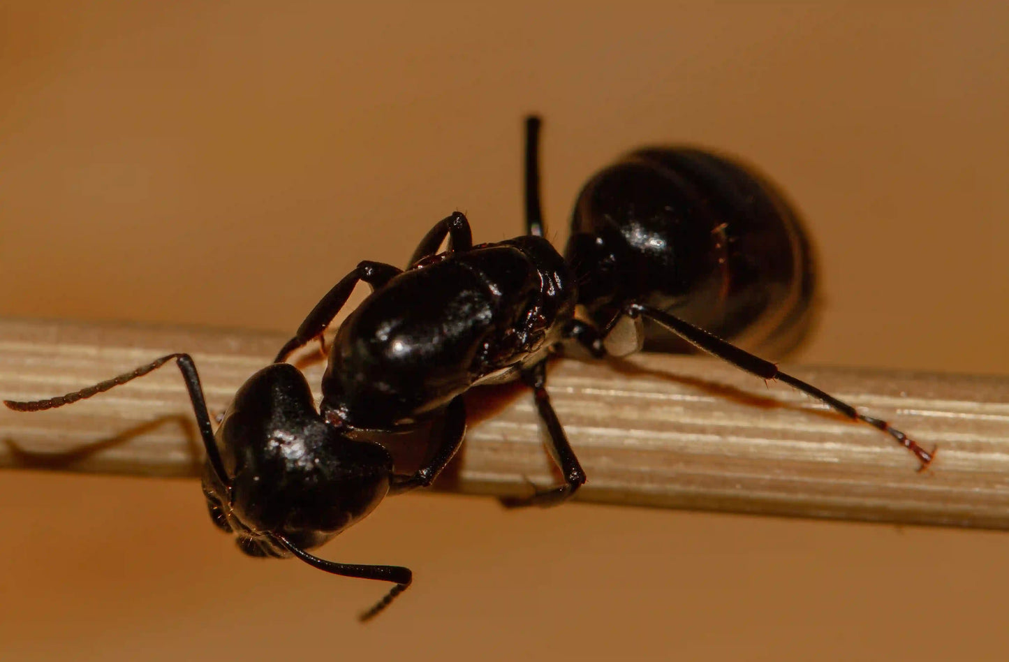 A macroshot of the head of a camponotus laevigatus queen.