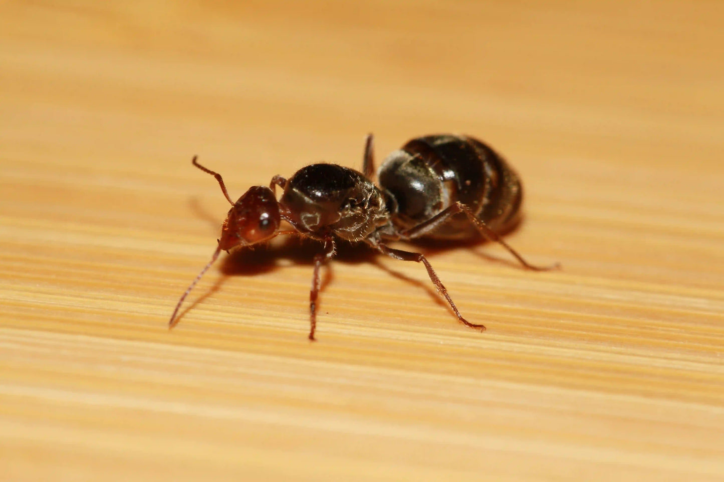 Mated dealate myrmecocystus flaviceps queen ant