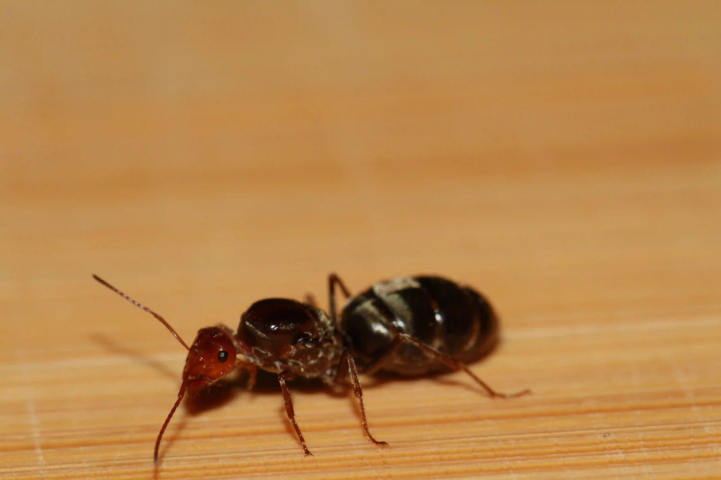A dealate myrmecocystus honeypot ant queen with visible wing scars.