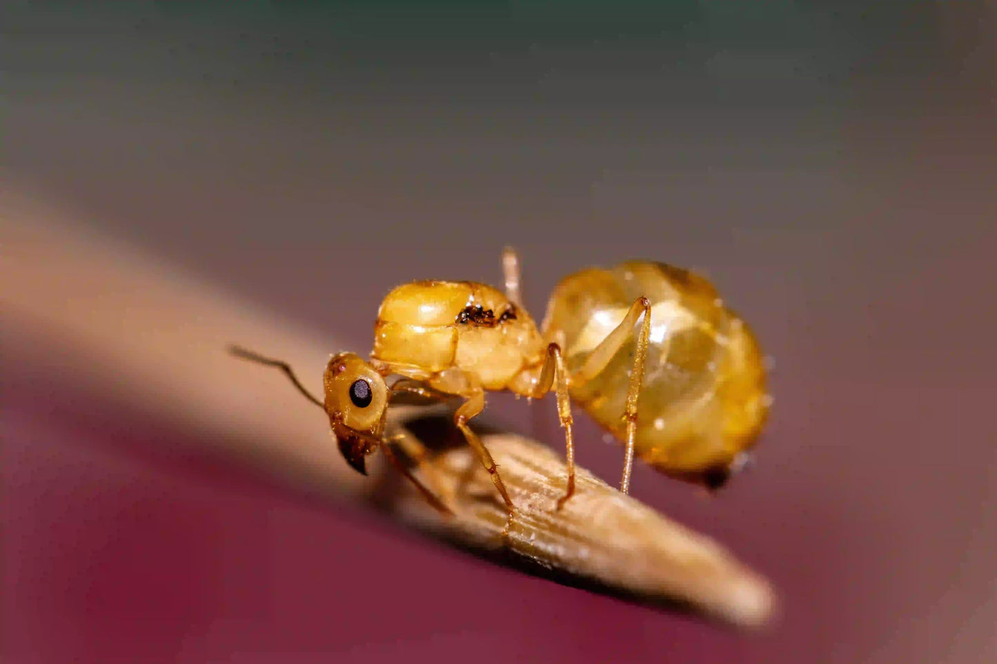 Myrmecocystus navajo queen with visible wing scars