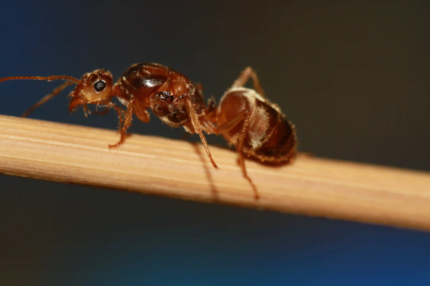 A deaalate undescribed myrmecocystus queen.