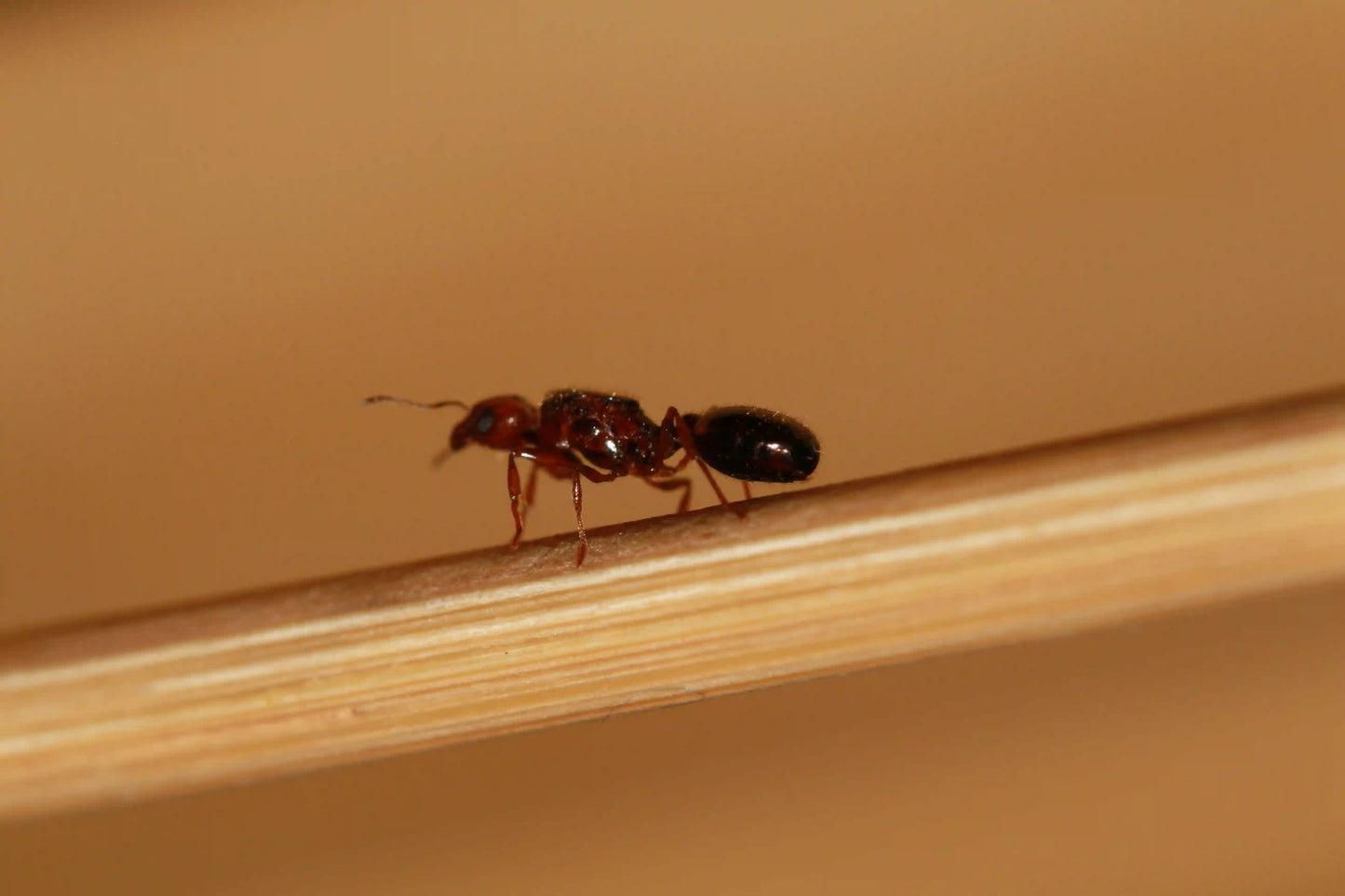 mated pheidole xerophila queen ant