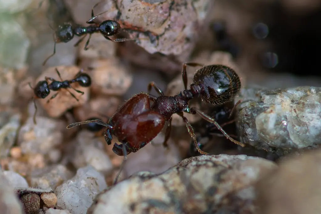 Dry big headed ant major worker defending nest entrance