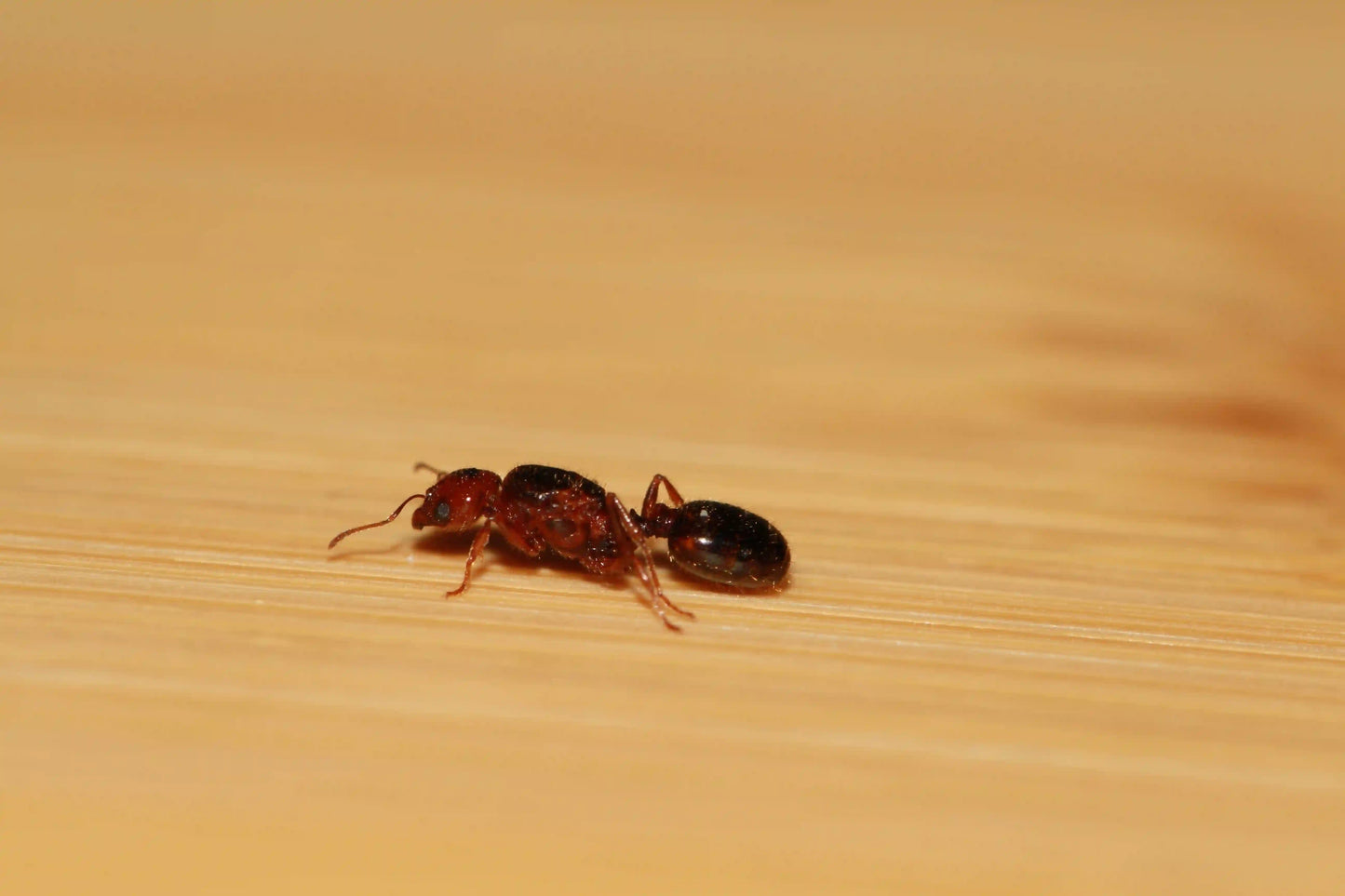 starter queen for pheidole xerophila