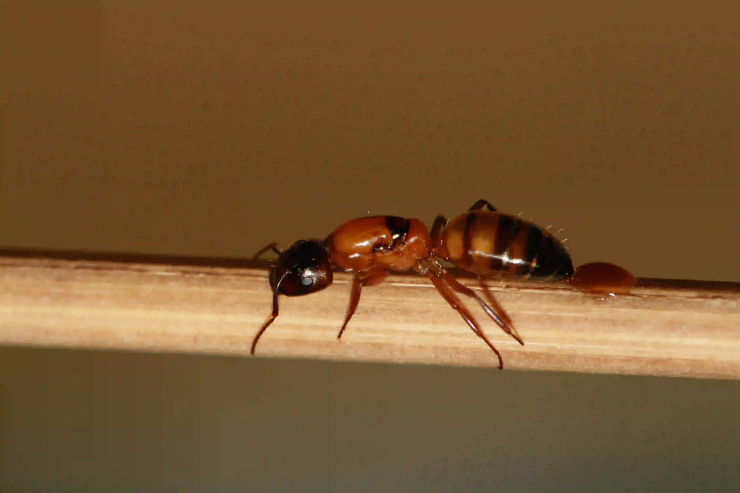 Essig's carpenter ant queen upclose