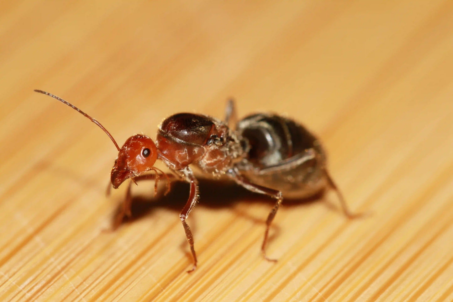 A fertile giant red headed myrmecocystus placodops queen.
