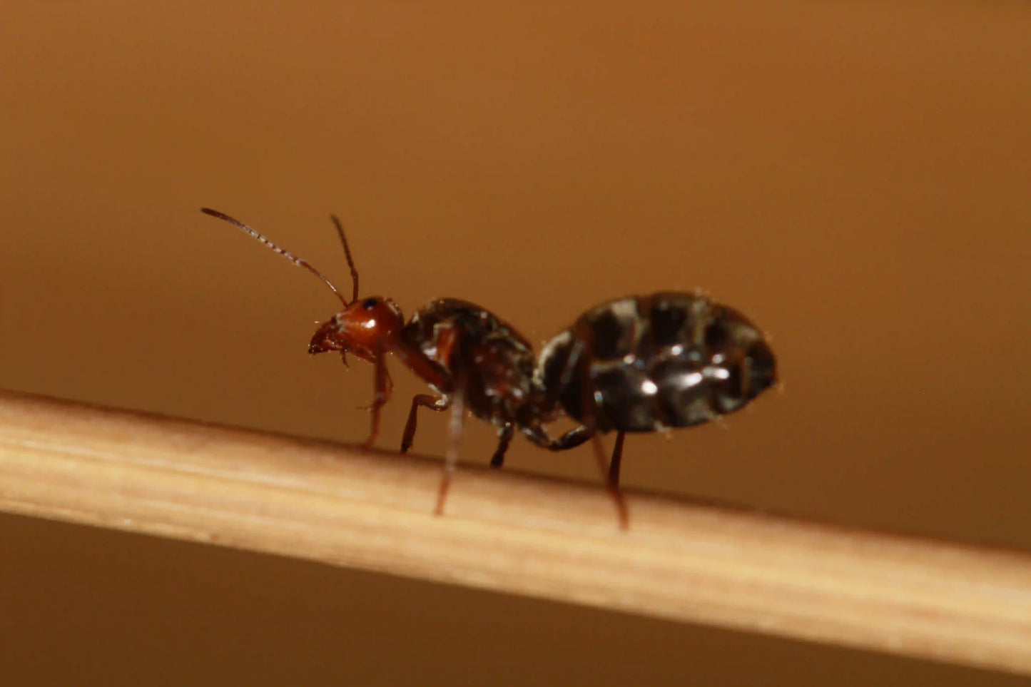 underside with visible hairs for a myrmecocystus melliger queen