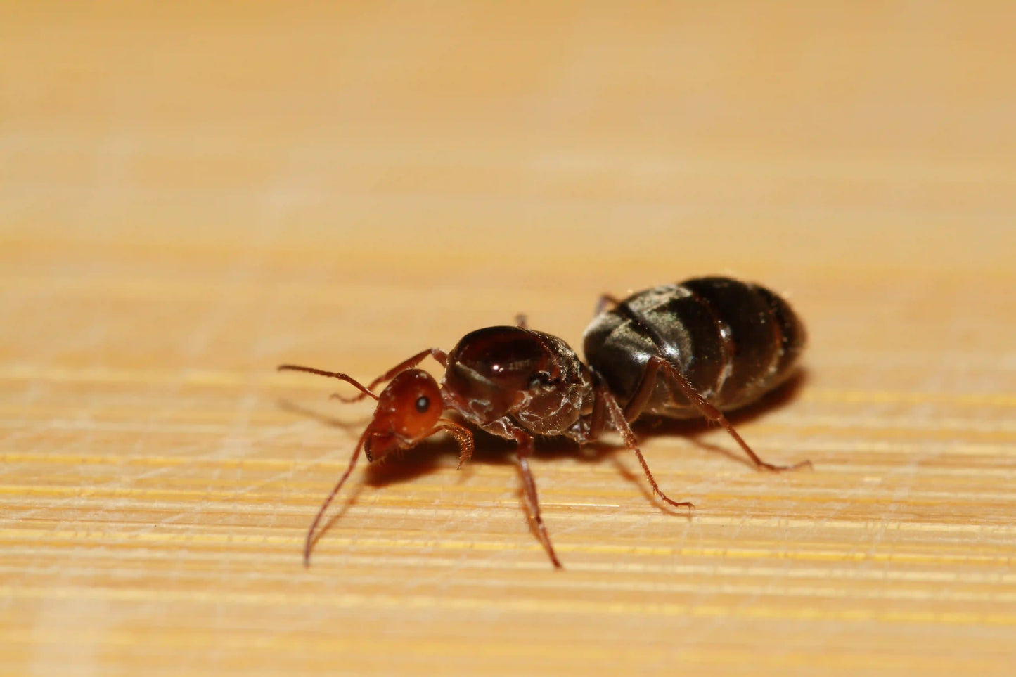 Fertile Myrmecocystus melliger queen