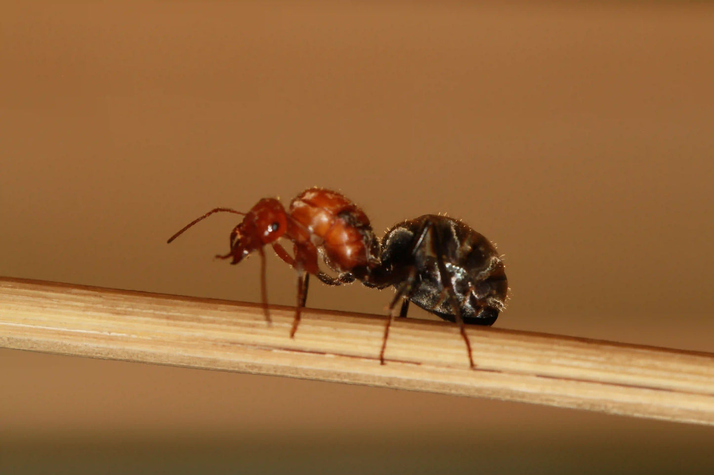 live myrmecocystus mendax queen cleaning off antennae