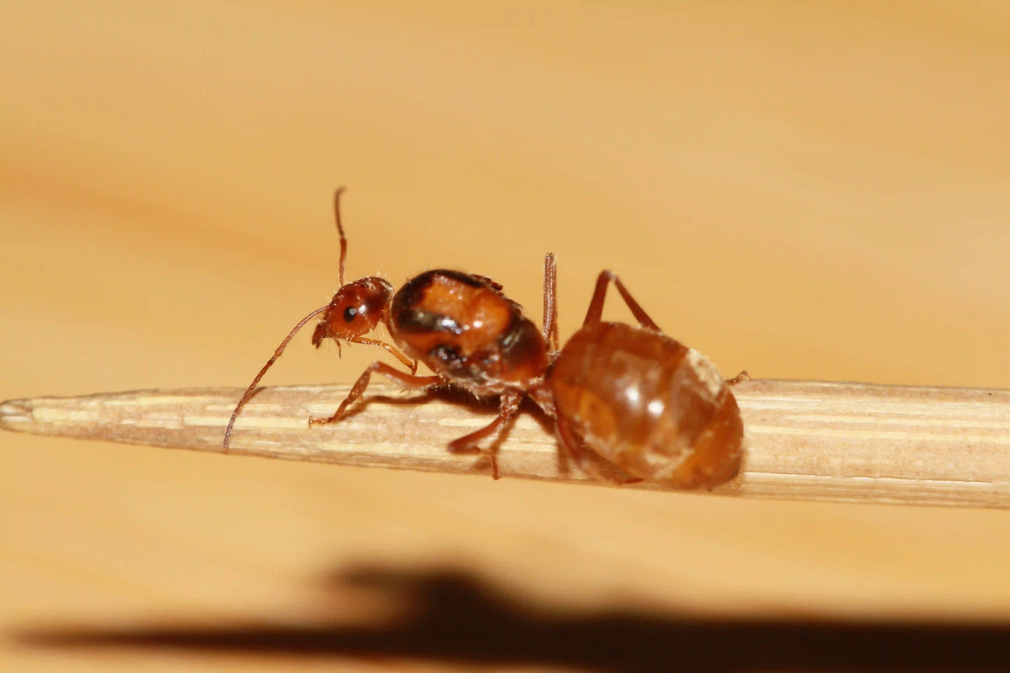 fertile myrmecocystus wheeleri queen