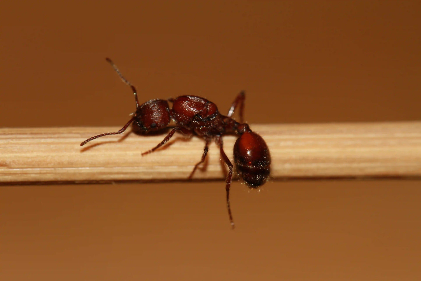 fertile mated veromessor andrei queen ant