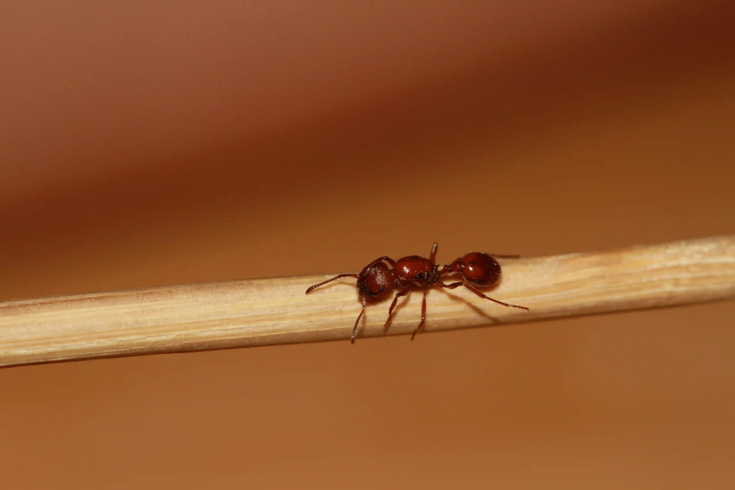 Fertile Veromessor Chamberlini Queen Ant