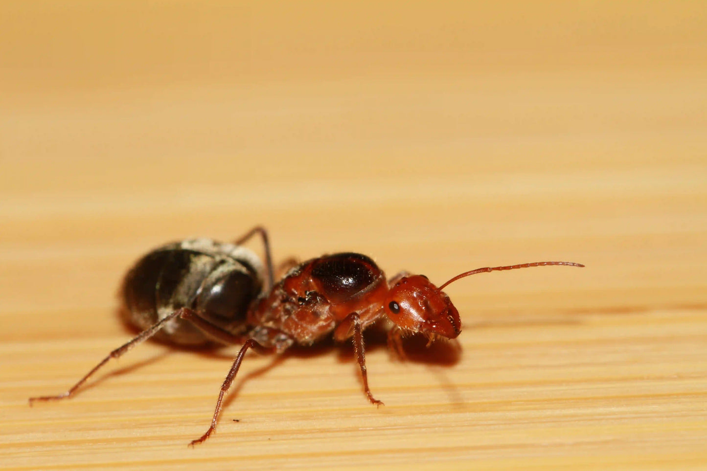 myrmecocystus semirufus founding queen macro