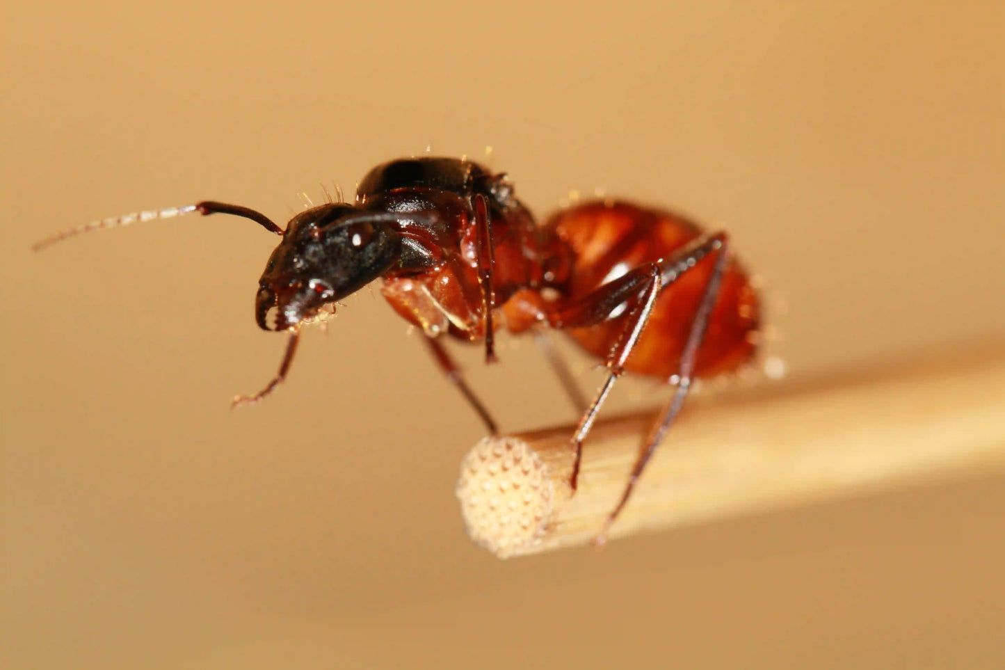 Camponotus CA-02 lifting it's front legs.